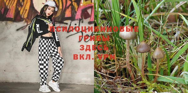 таблы Новозыбков